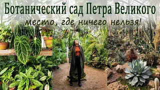 Ботанический сад Петра Великого, место где ничего нельзя!/Выставка живых камней.