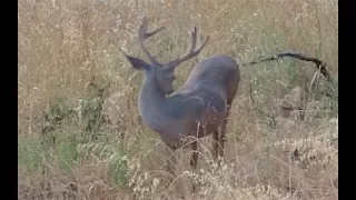 HUNTING BIG BLACKTAIL BUCKS IN NORTHERN CALI!!| CHAD MENDES