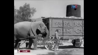 The Dark Side Of Hippos [Full Documentary] | Wild Things