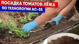 Посадка томатов лёжа по технологии АС 35