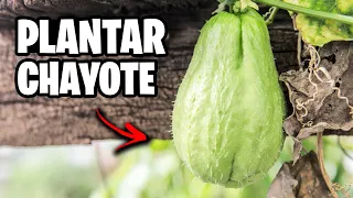 Como Plantar CHAYOTE o Papa del Aire en Maceta 🌱 Trucos y Consejos | La Huerta de Ivan