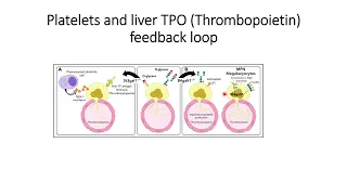 Platelets and TPO (thrombopoietin) cytokines feedback loop #Code: 540