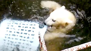 ホッキョクグマの赤ちゃん・ホウちゃんの水遊び💗【天王寺動物園】