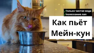 ВОДЫ КОТАМ! Как пьют коты крупным планом