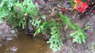 Beaver trapping , with catch caught on video!!