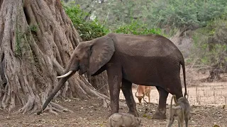 The Wonderful Wildlife in Mana Pools, Zimbabwe