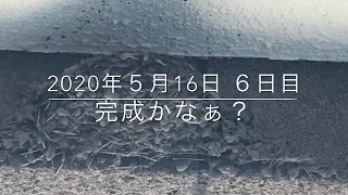 2020年燕の巣作り〜産卵〜巣立ち総集編