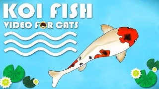 CAT GAMES FISH - Catching Koi Fish. Video for Cats to Watch.