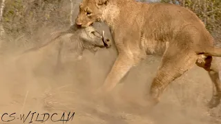 Lioness Hunts Warthog from it’s Burrow | Active Hunt