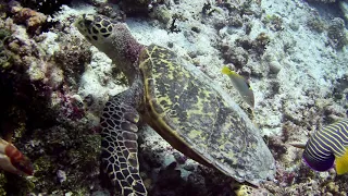 Magic of the underwater world! House reef of Embudu Atoll, Maldives.