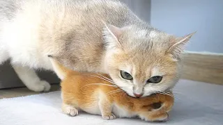 Baby kitten Shin fall down of the nest and meowing, mom cat gently comes and carries him back