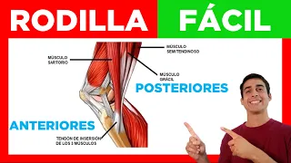 ✅ MÚSCULOS de la RODILLA (Fácil) Anteriores y Posteriores Anatomia