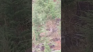 300 win mag vs Washington State Blacktail