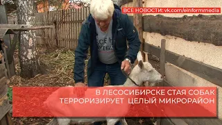 В ЛЕСОСИБИРСКЕ СТАЯ СОБАК ТЕРРОРИЗИРУЕТ  ЦЕЛЫЙ МИКРОРАЙОН