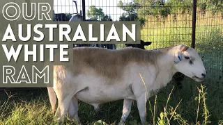 Our AUSTRALIAN WHITE RAM at Keeling Farm | Building our Parasite Resistant Hair Sheep Flock