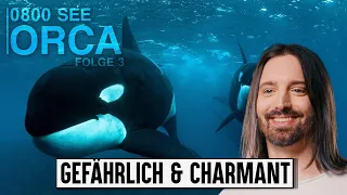 Ein Orca in Not: Folge 3 von Robert Marc Lehmann | Filmemacher reagiert | Filmemacher reagiert