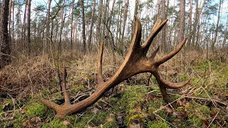 Zrzuty 2024 #11 - 20-STAK! KAPITALNY (3,5kg) ZHODY, ANTLERS, HIRSCH, JELENI #antlers #zrzuty