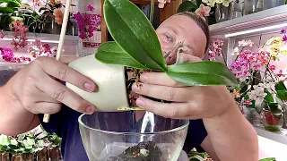 порвал КОРНИ ОРХИДЕИ / первый полив орхидеи на ФИТИЛЕ / пересадка орхидеи для ЛЕНТЯЯ