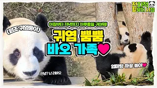 (SUB)  With warm spring sunshine, Fubao family is just happy with a tree😍│Everland Panda Fubao