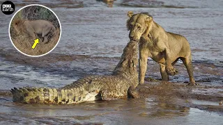 Lion Lost a Leg after Attack Crocodile | ATP Earth