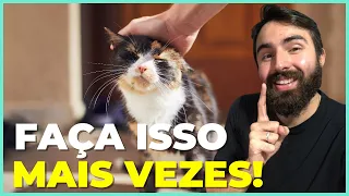 15 Coisas Que Você Deve Fazer Pelo Seu Gato Com Mais Frequência!