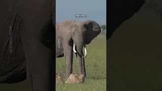 Elephant Mourns Calf 😭🐘
