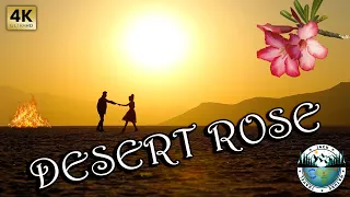 DESERT ROSE -  Sting & Cheb Mami | 2022 | 4K UHD | Music Clip