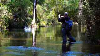 Crystal clear mountain stream FULL OF FISH! trout fishing Victoria