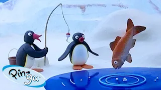 Pingu Goes Fishing | @Pingu - Official Channel | Cartoons For Kids