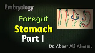 Embryology/ Development of the stomach/ Part I .  Dr. Abeer Ali Alnawi