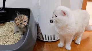 Son... haven't you finished using the toilet yet? ? Kitten and Daddy Cat