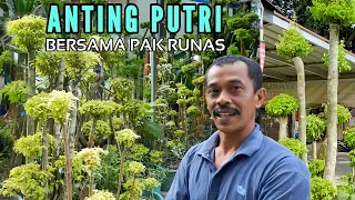 MEWAHNYA ANTING PUTRI bikin tergiur || Koleksi Bapak RUNAS || Tanaman Hias Anting Putri