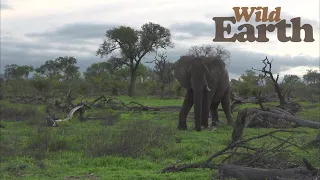 WildEarth - Sunset - 27 November 2021