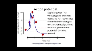 5.1.3. Neuronal Communication c) PART 2 - action potential