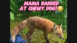 This surprised me! She barked at Chewy! Original audio included, check it out! #trending #wildlife