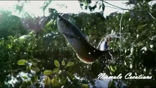 Arowana Hunters In The Amazon River: Catching The Rarest Fish In The World!