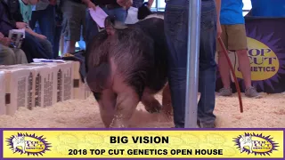 Top Cut Genetics | Big Vision Exotic Boar | 2018