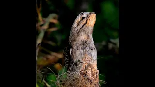 URUTAU, MÃE-DA-LUA, CHIQUINHO. Nyctibius griseus (Common Potoo).