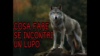 COSA FARE SE INCONTRIAMO UN LUPO