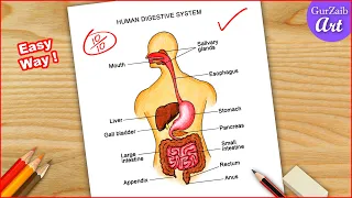 Human Digestive system Diagram Drawing || easy science project making - step by step
