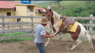 PEÃO E  AMANSADOR DE BURRO BRABO TEM DURA .MISSÃO, ENTREGA ESTE CAVALO P ATÉ  UMA CRIANÇA ANDAR