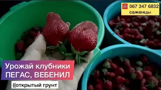 Клубнику☝️собираем ТАЗИКАМИ//Клубника сорт ПЕГАС, сорт Вебенил