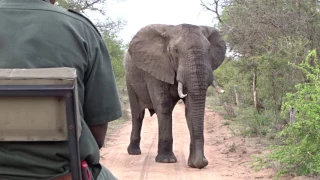 Mürrischer Elefant kommt bedenklich nahe auf einer Safari im Krüger Nationalpark