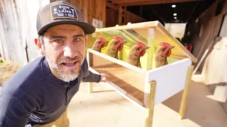 Growing our Chicken Farm with this DIY Brooder