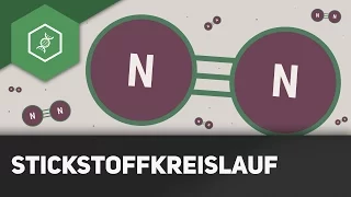 Stickstoffkreislauf einfach erklärt - Stoffkreisläufe 1