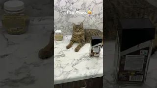 💥БЕСПРЕДЕЛ💥полнейший,  его НАГЛОСТИ нет предела🙈#funnyanimals #laughtrip #смешныеживотные