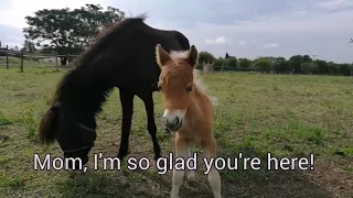 People taste gross! Mini horse foal checks out a human for the first time.