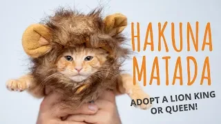 Hakuna Matata! Adopt a lion king or queen (parody The Lion King with adoptable pets)