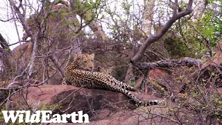 WildEarth - Sunset Safari - 31 Oct 2022