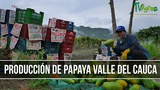 Como Producir Papaya en el Valle del Cauca - TvAgro por Juan Gonzalo Angel